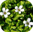 Bacopa Monnieri